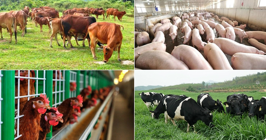 Sản phẩm cho trang trại